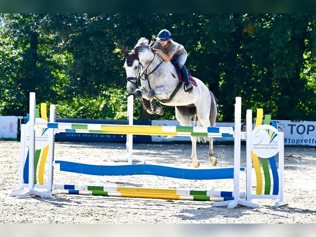 Koń hanowerski Wałach 7 lat 170 cm Bułana in Brno