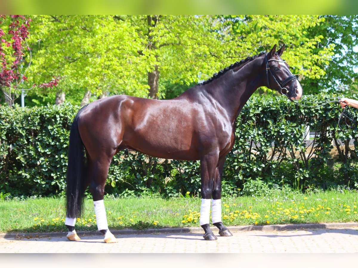Koń hanowerski Wałach 7 lat 170 cm Kara in Selsingen