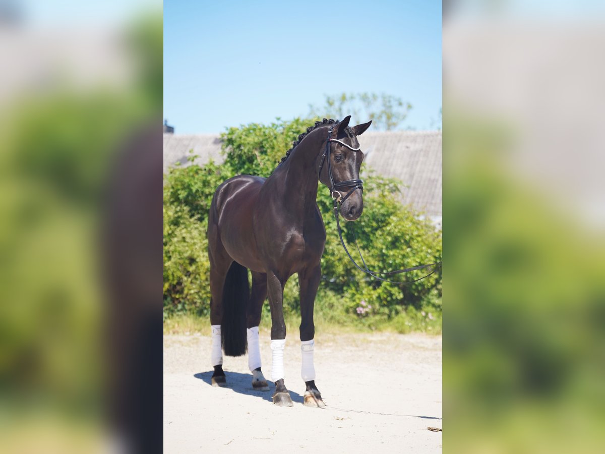 Koń hanowerski Wałach 7 lat 174 cm Kara in Hohenfelde