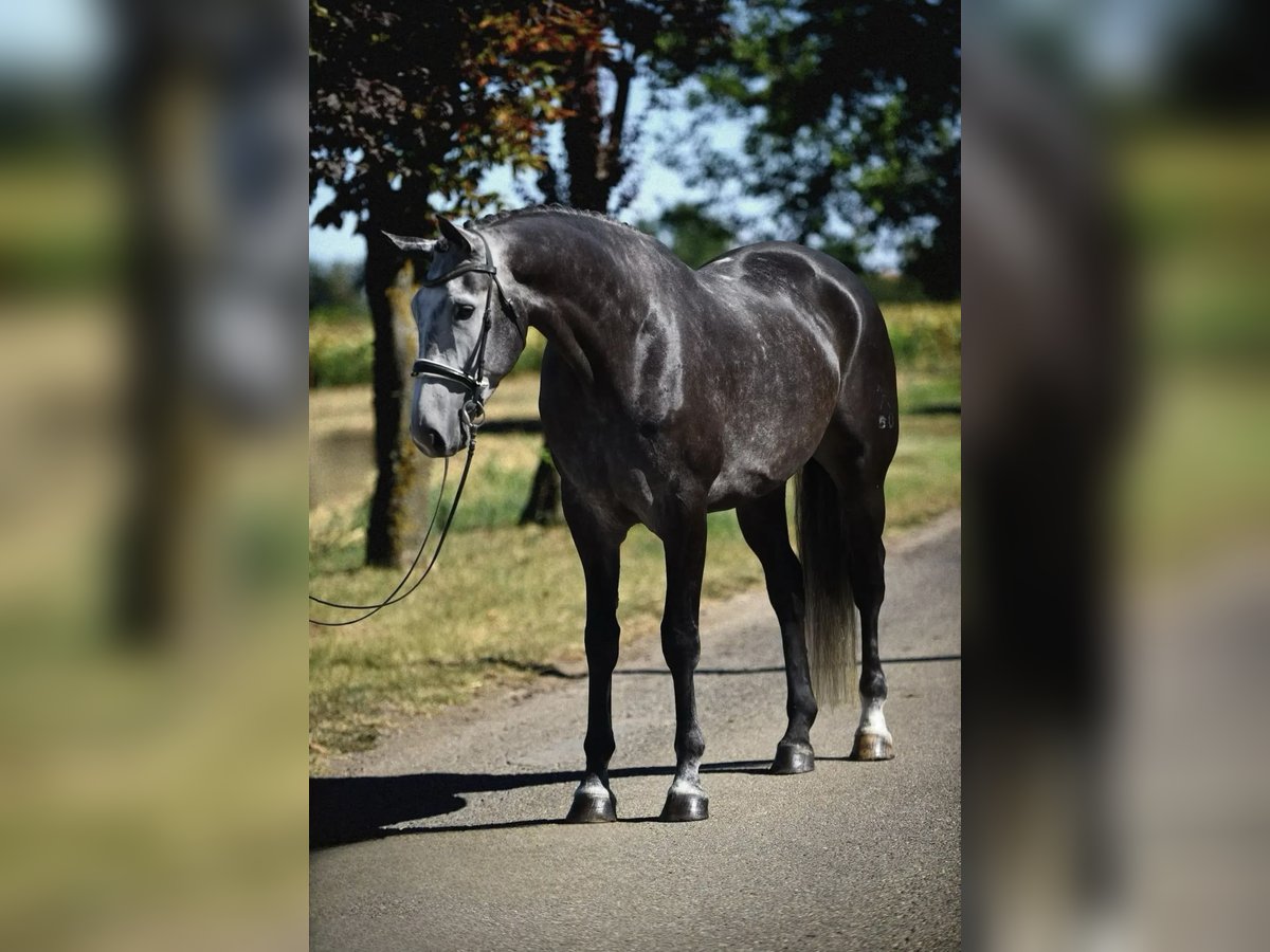 Koń hanowerski Wałach 7 lat 175 cm Siwa jabłkowita in Gollarn