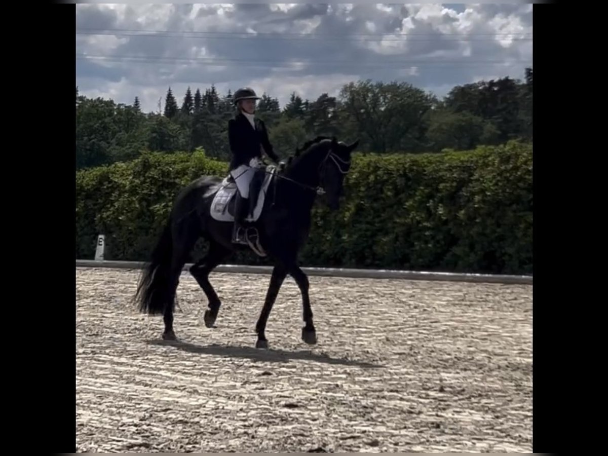 Koń hanowerski Wałach 7 lat 176 cm Kara in Düsseldorf Koń hanowerski Wałach 7 lat 176 cm Kara in Düsseldorf