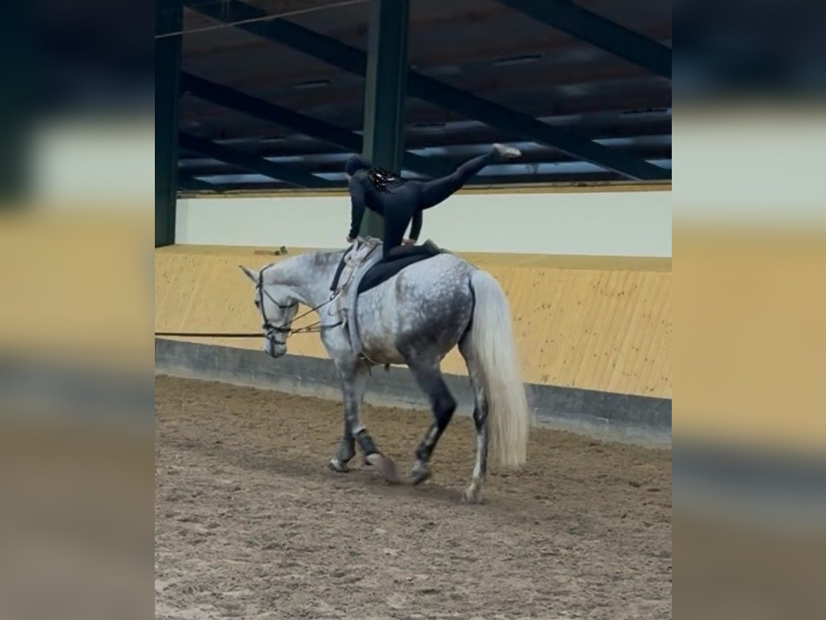 Koń hanowerski Wałach 7 lat 182 cm Siwa jabłkowita in Deinstedt