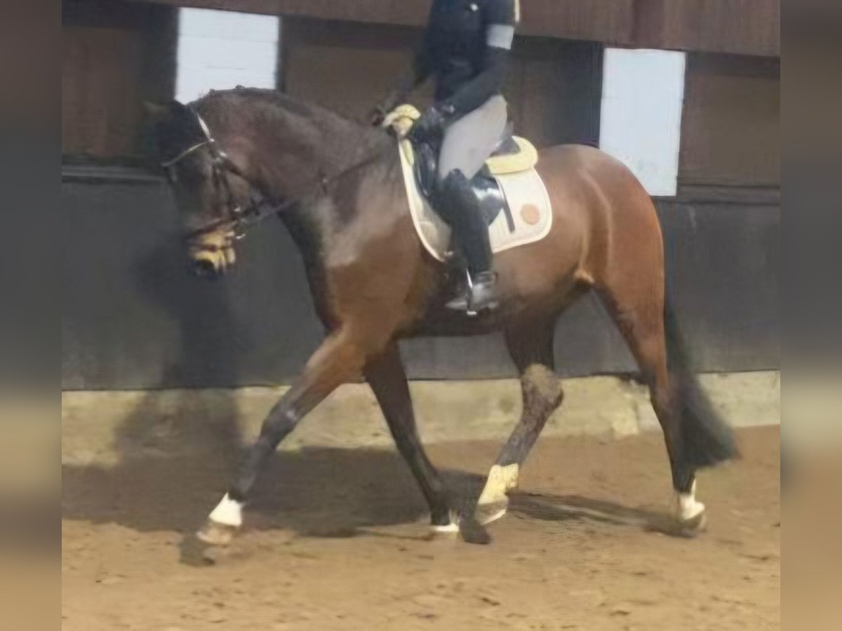 Koń hanowerski Wałach 8 lat 165 cm Gniada in Hopsten