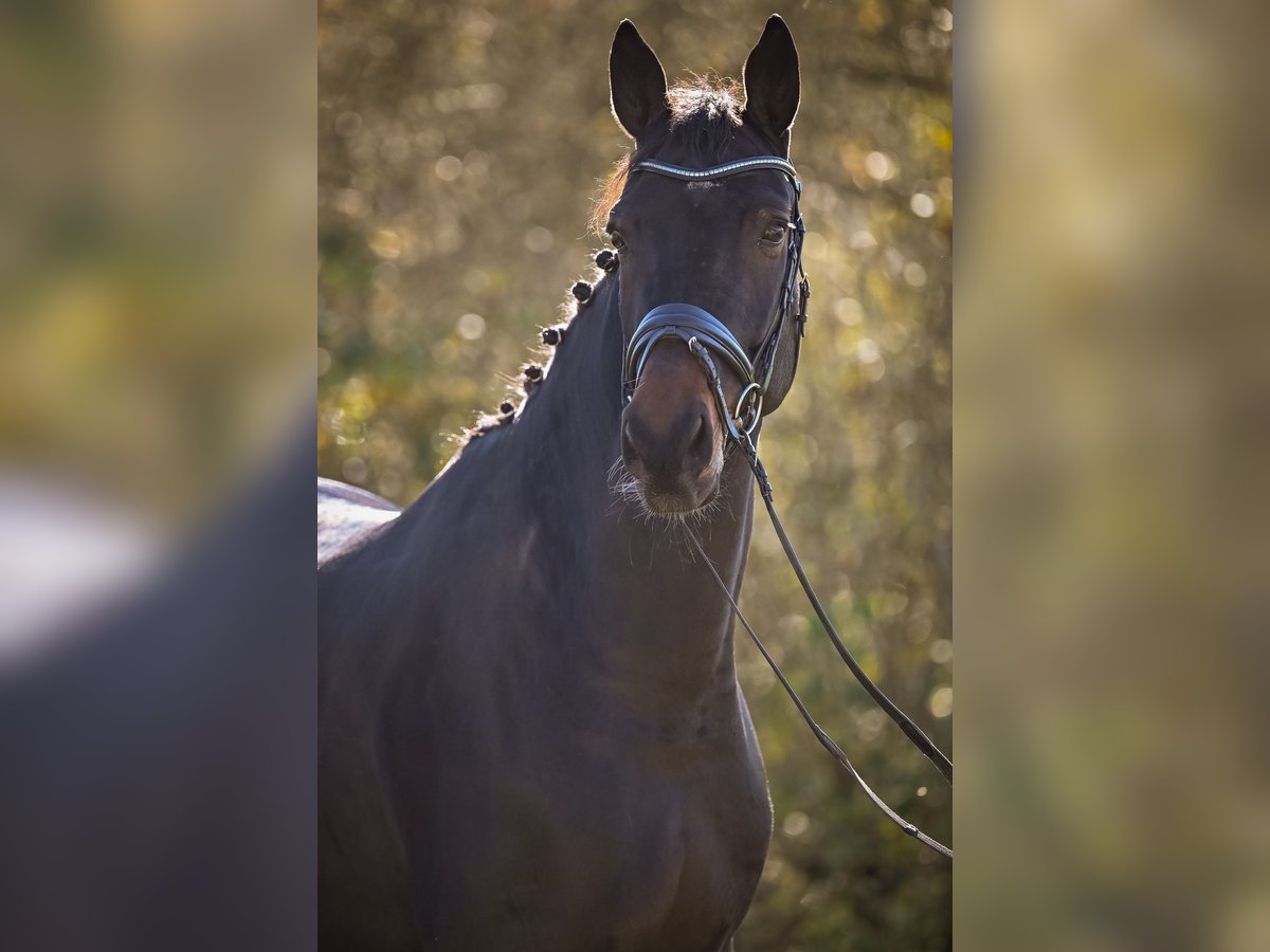 Koń hanowerski Wałach 8 lat 181 cm Skarogniada in Gossau ZH