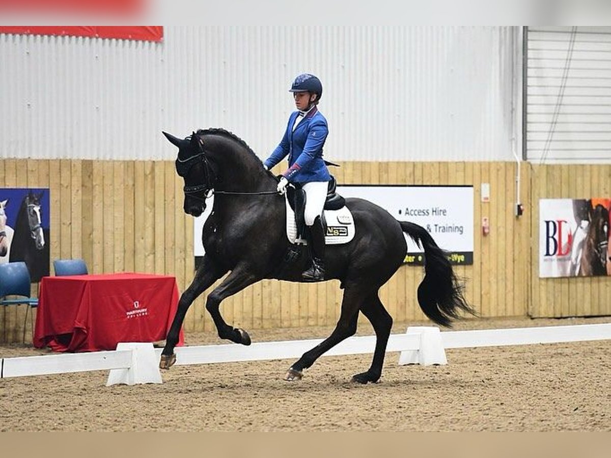 Koń hanowerski Wałach 9 lat 173 cm Kara in Münsingen