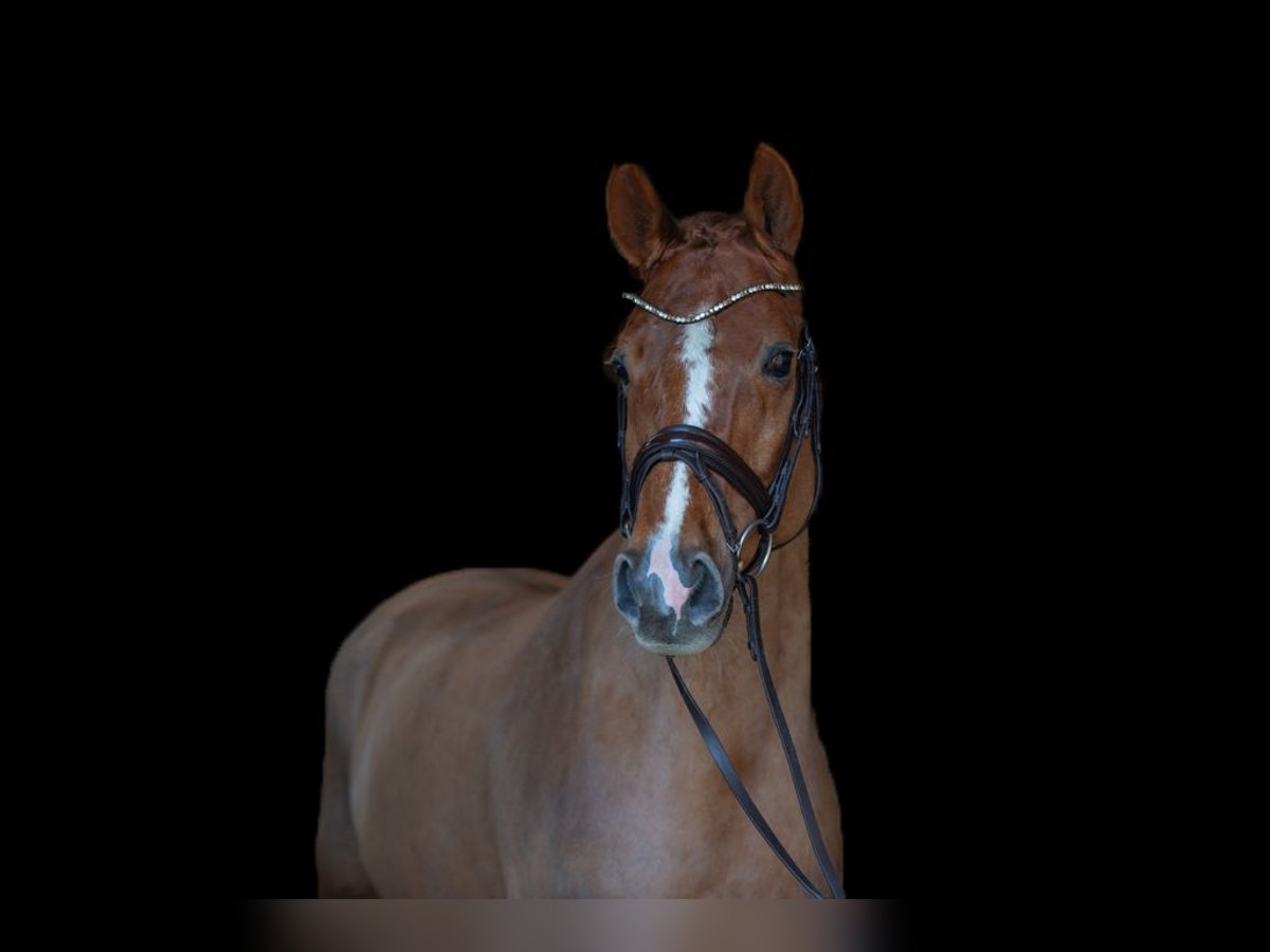 Koń hanowerski Wałach 11 lat 172 cm Ciemnokasztanowata in Stockach