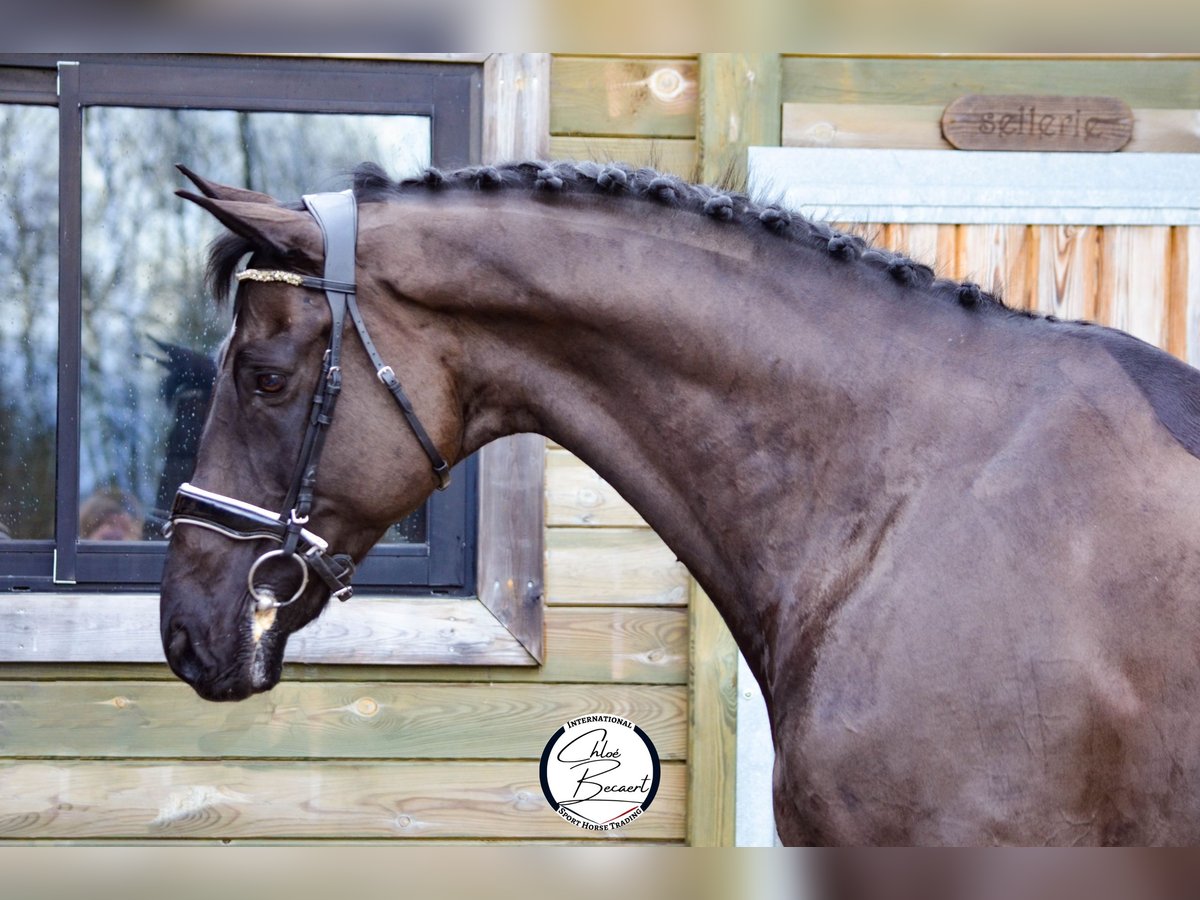 Koń hanowerski Wałach 11 lat 172 cm Kara in Saint-Lô