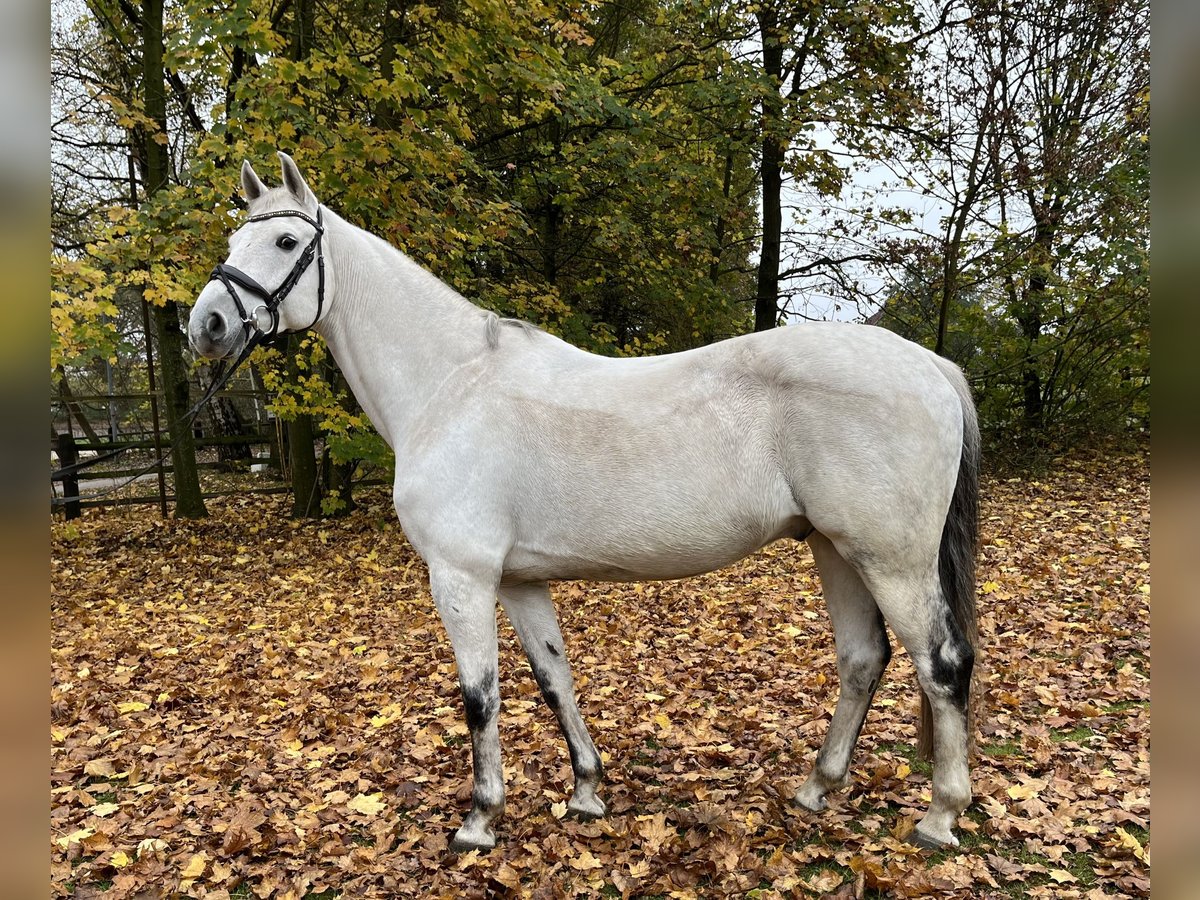 Koń hanowerski Wałach 12 lat 167 cm Siwa in Nienburg (Weser)