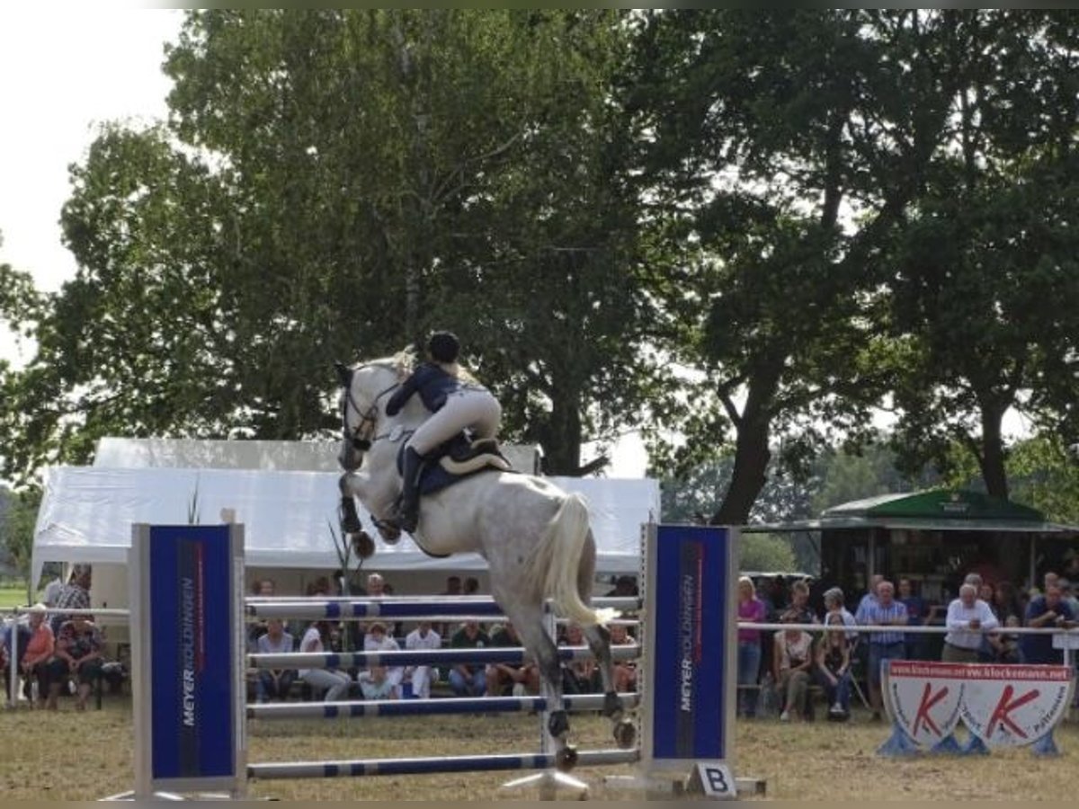 Koń hanowerski Wałach 12 lat 171 cm Siwa in Edemissen