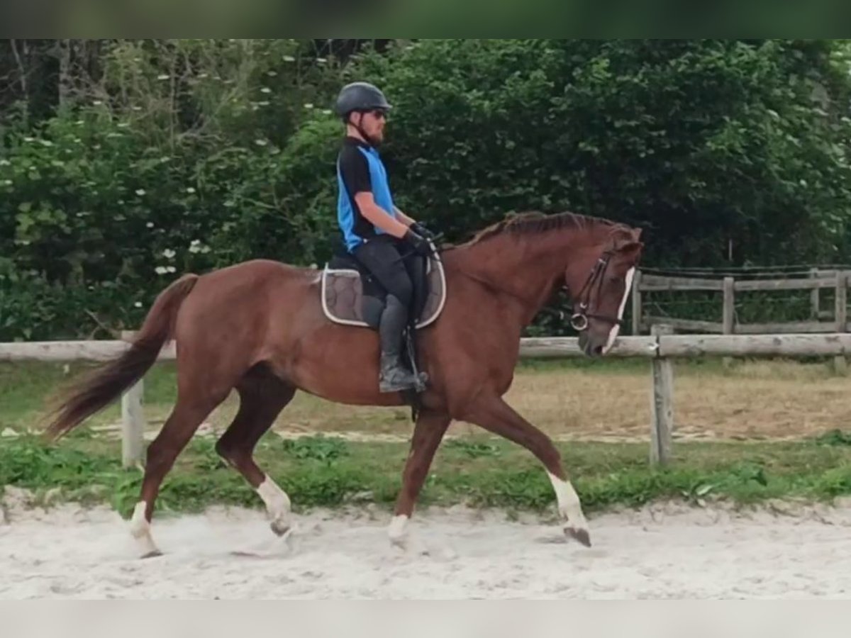 Koń hanowerski Wałach 14 lat 168 cm Ciemnokasztanowata in Autouillet