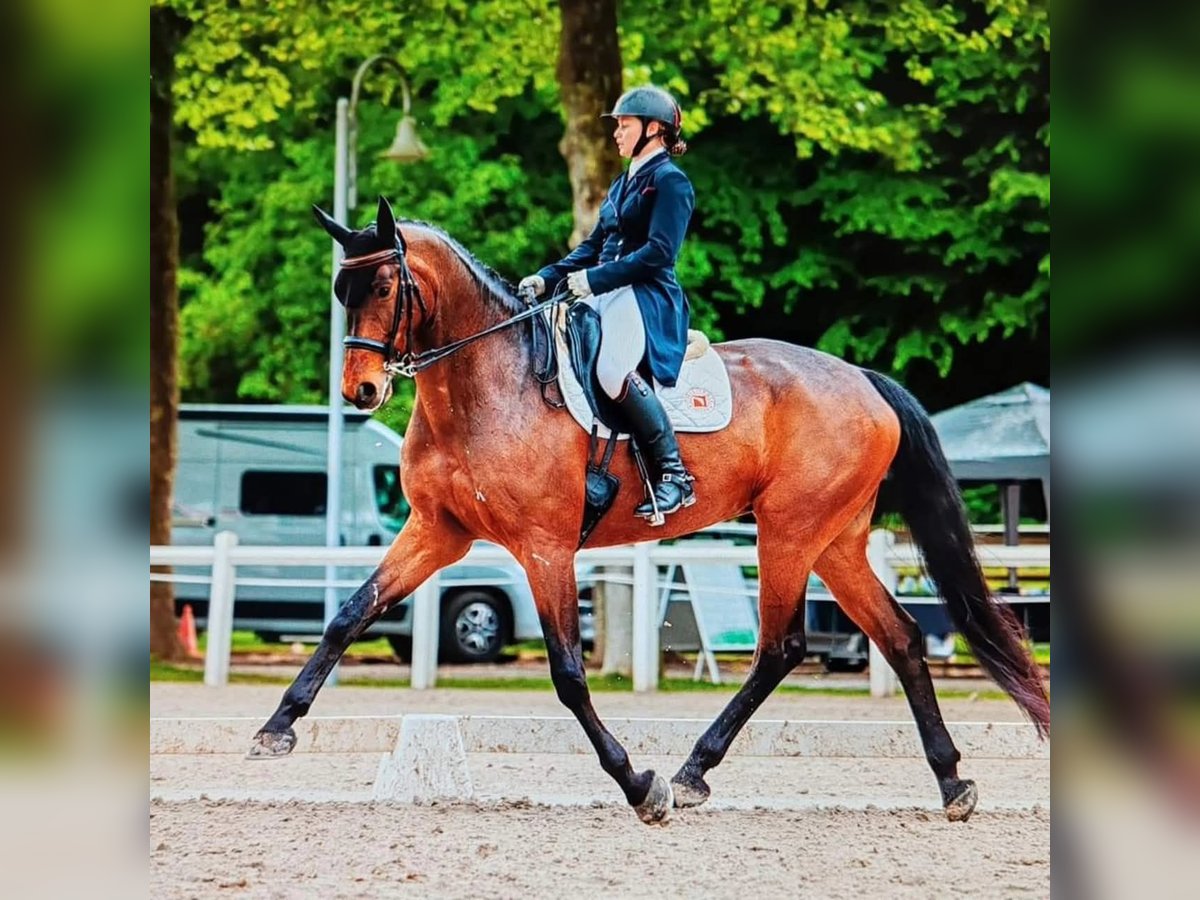 Koń hanowerski Wałach 14 lat 170 cm Ciemnogniada in Salmbach