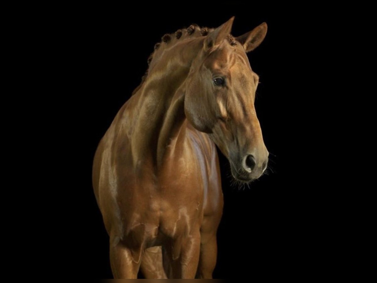 Koń hanowerski Wałach 15 lat 172 cm Kasztanowata in Jersbek