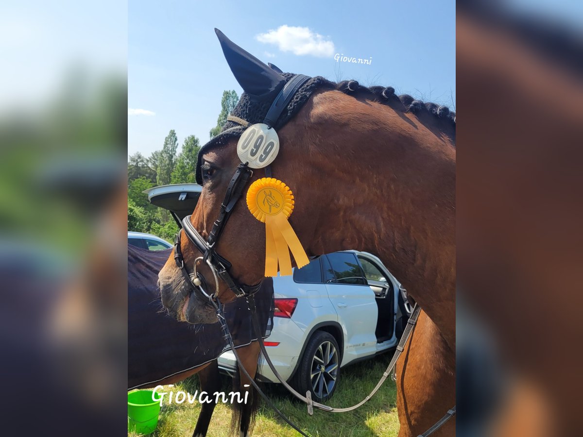 Koń hanowerski Wałach 18 lat 175 cm Gniada in Uebigau-Wahrenbrück