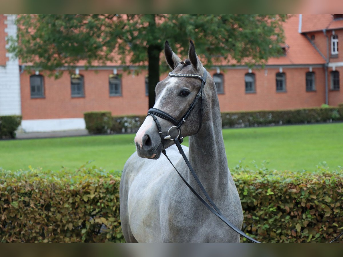 Koń hanowerski Wałach 2 lat 161 cm Siwa in Celle