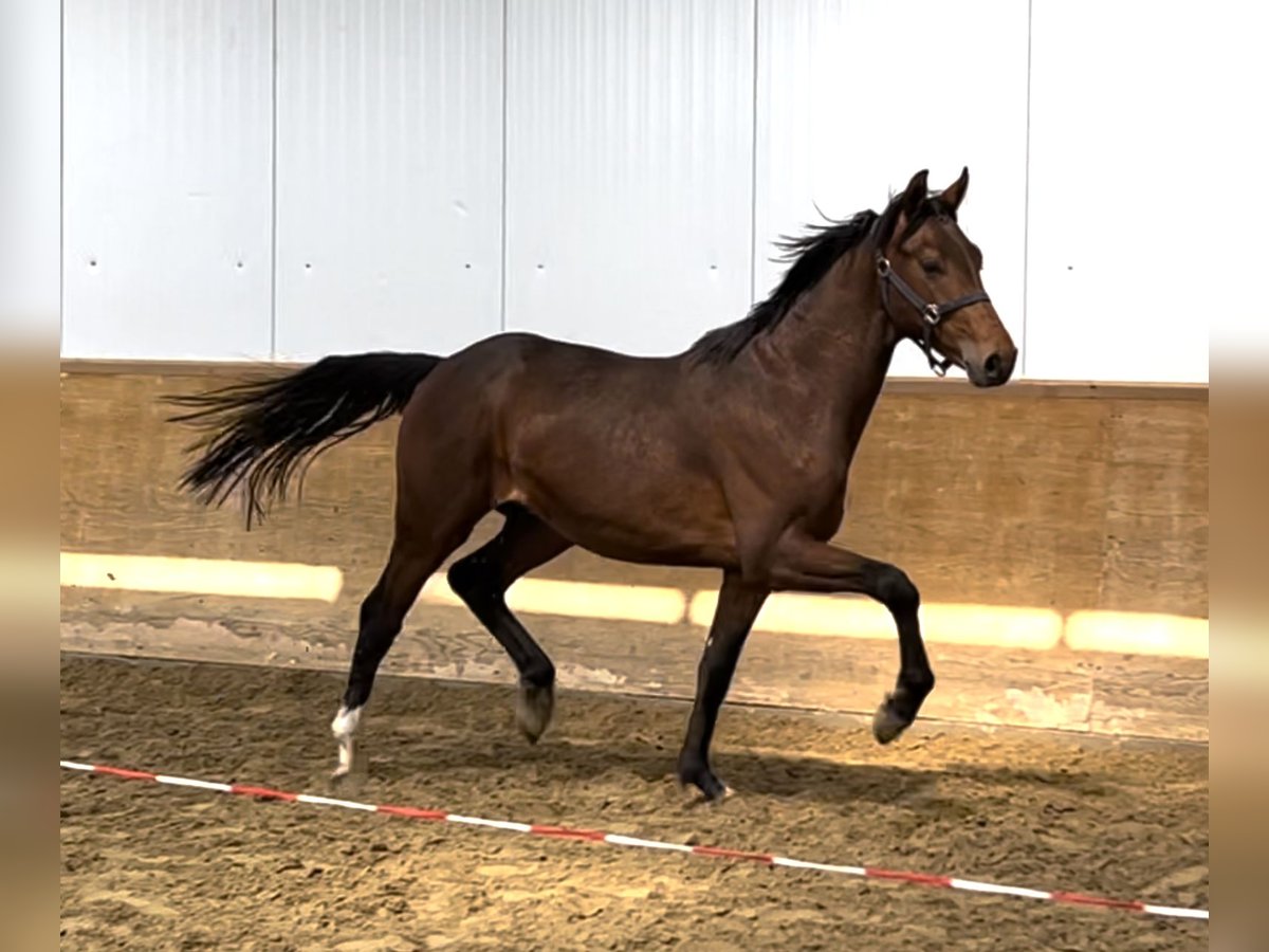 Koń hanowerski Wałach 2 lat 165 cm Ciemnogniada in Ostercappeln