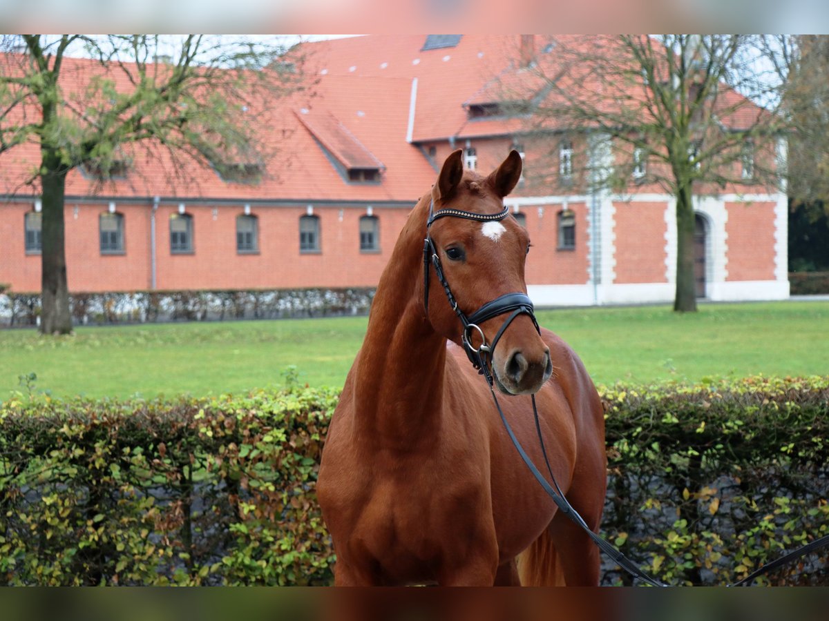 Koń hanowerski Wałach 2 lat 167 cm Ciemnokasztanowata in Celle