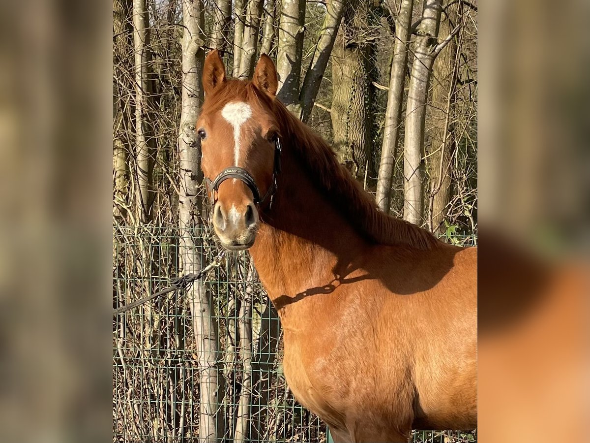 Koń hanowerski Wałach 3 lat 160 cm Kasztanowata in Verl