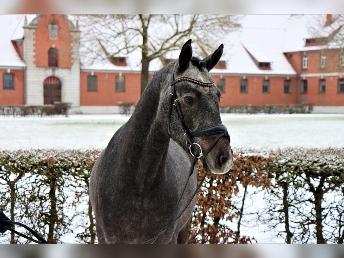 Koń hanowerski Wałach 3 lat 162 cm Skarogniada in Celle