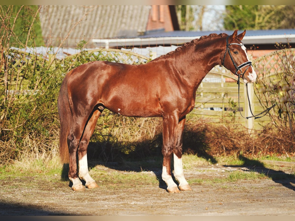 Koń hanowerski Wałach 3 lat 165 cm Ciemnogniada in Hohenfelde