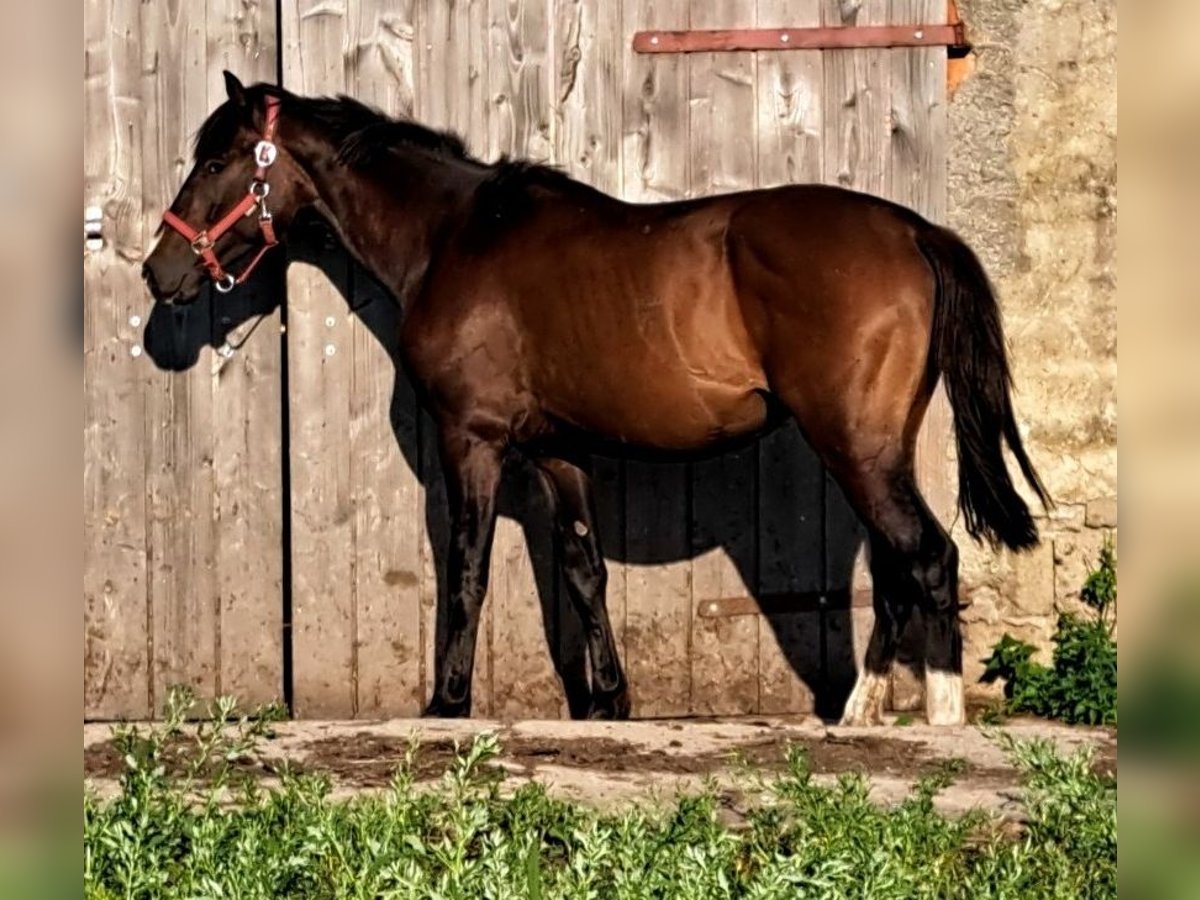 Koń hanowerski Wałach 3 lat 166 cm Ciemnogniada in seehausen