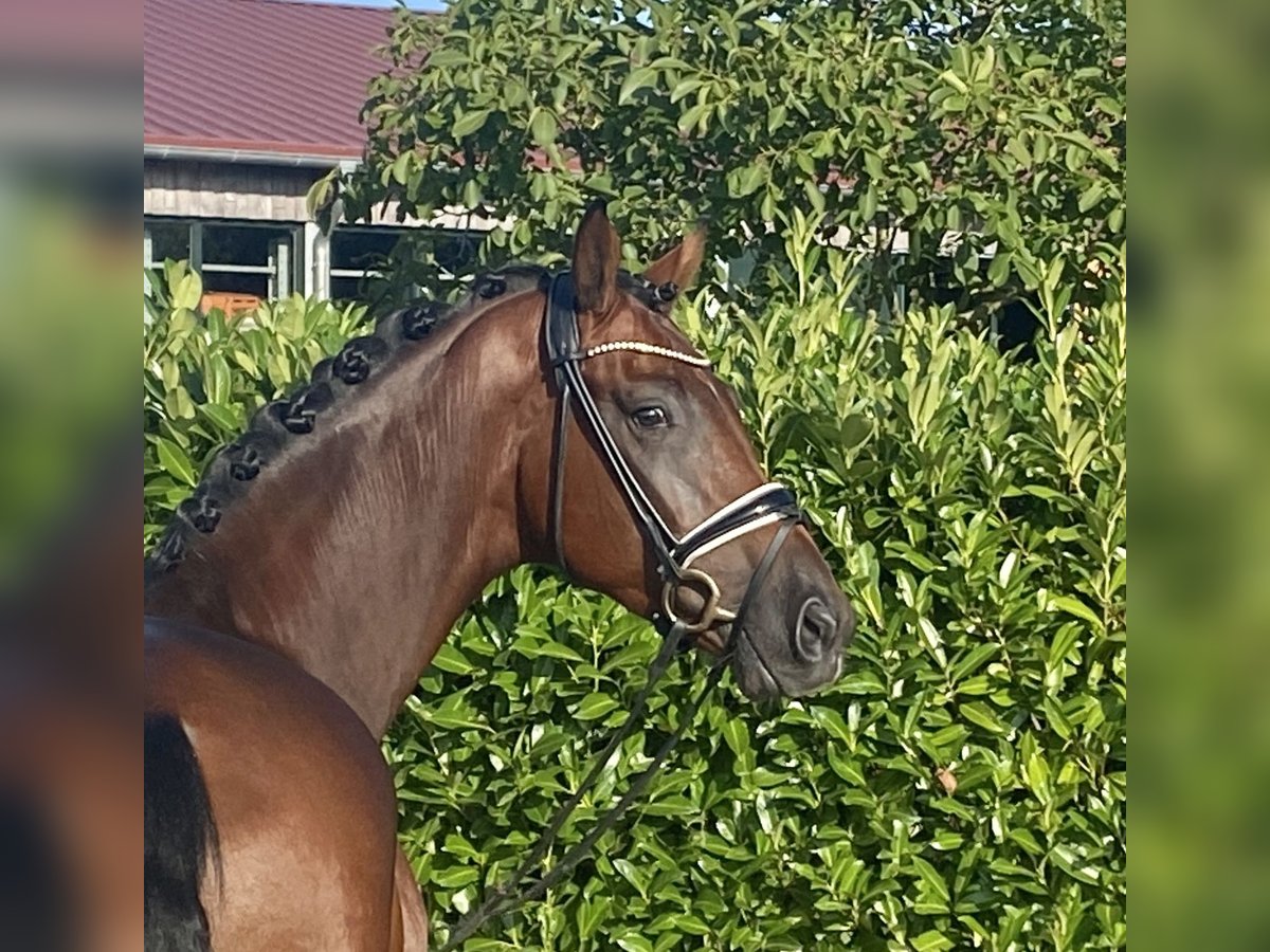 Koń hanowerski Wałach 3 lat 169 cm Gniada in Visbek