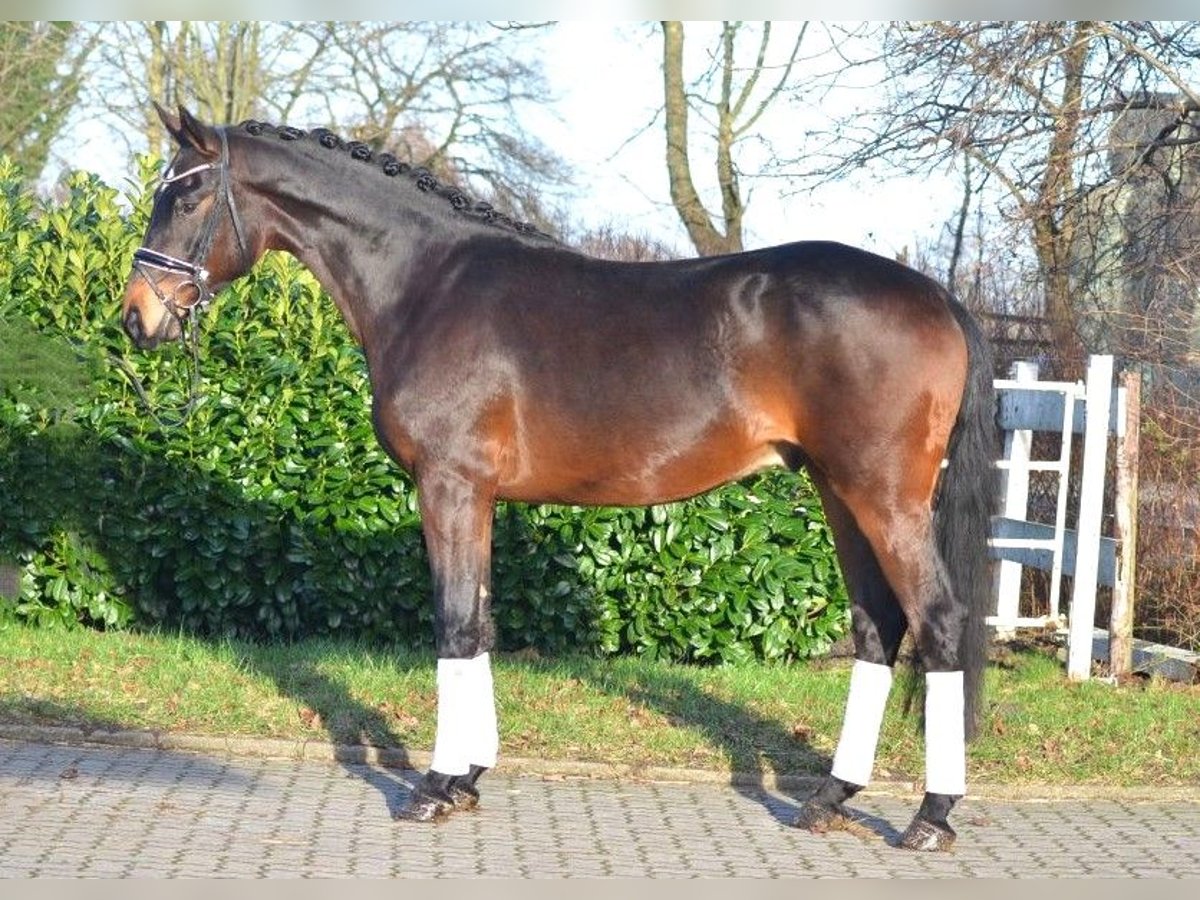 Koń hanowerski Wałach 3 lat 170 cm Gniada in Selsingen