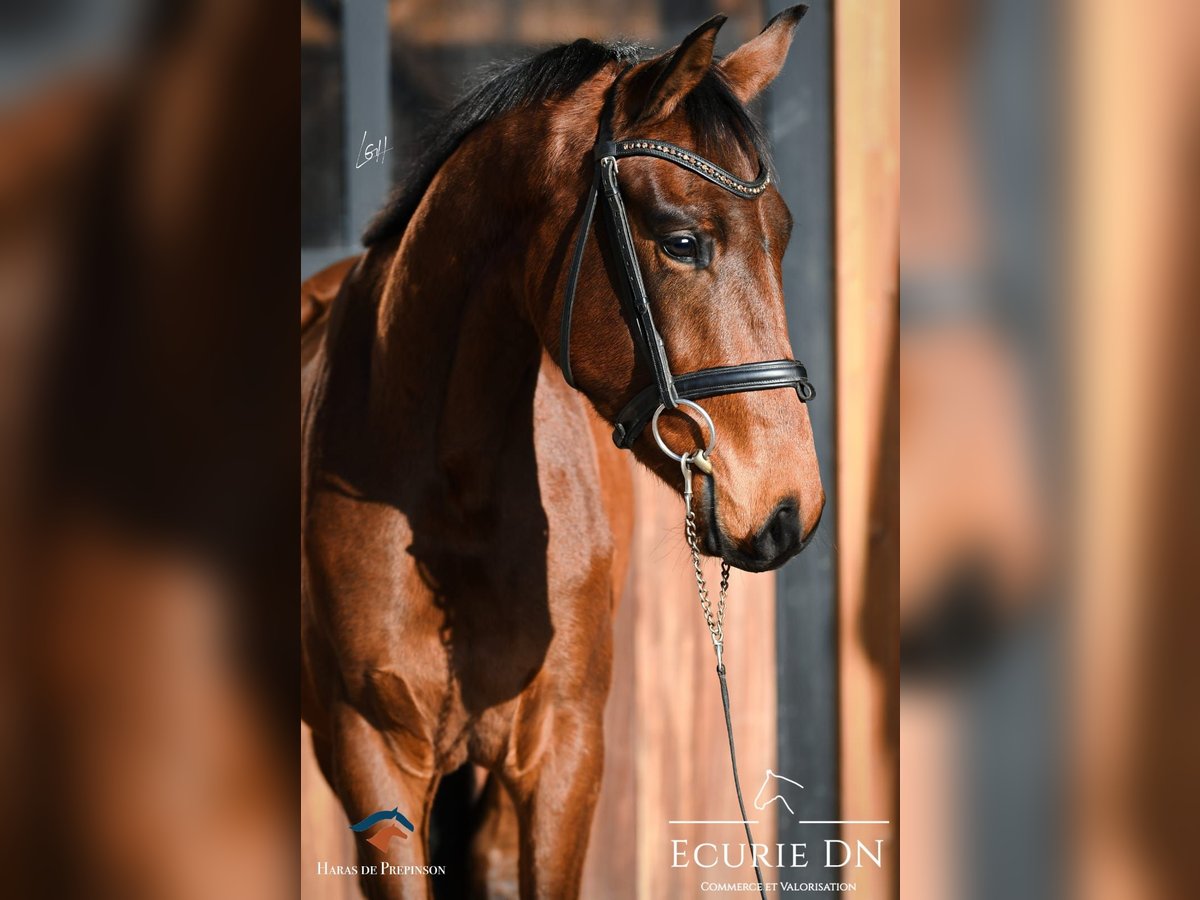 Koń hanowerski Wałach 3 lat Gniada in La Roche en Ardenne