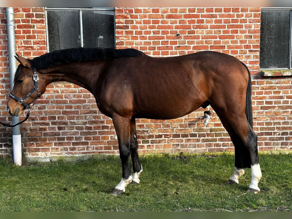 Koń hanowerski Wałach 4 lat 165 cm Gniada in Michaelisbruch