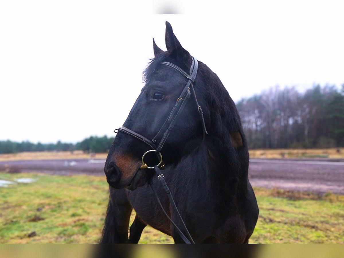 Koń hanowerski Wałach 4 lat 166 cm Kara in PALANGA