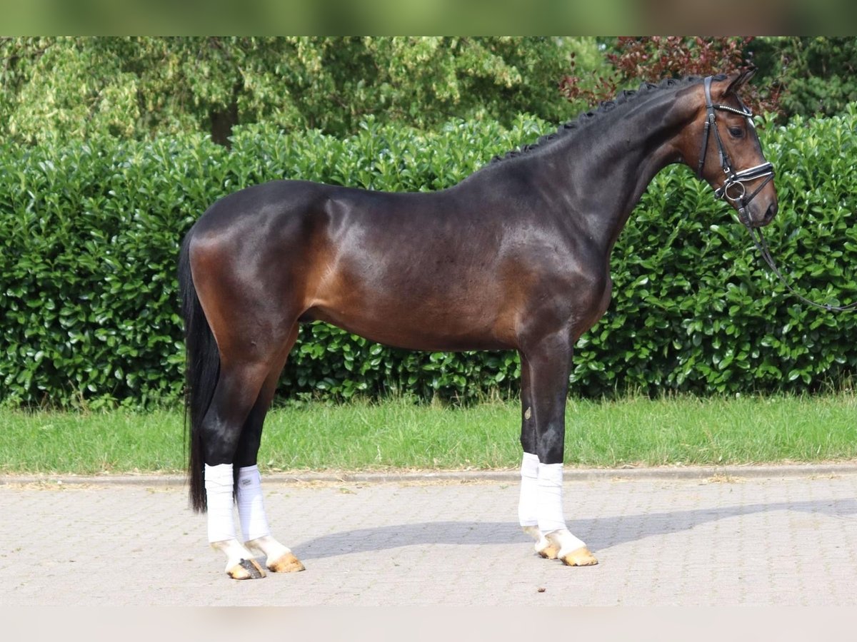 Koń hanowerski Wałach 4 lat 170 cm Ciemnogniada in Selsingen