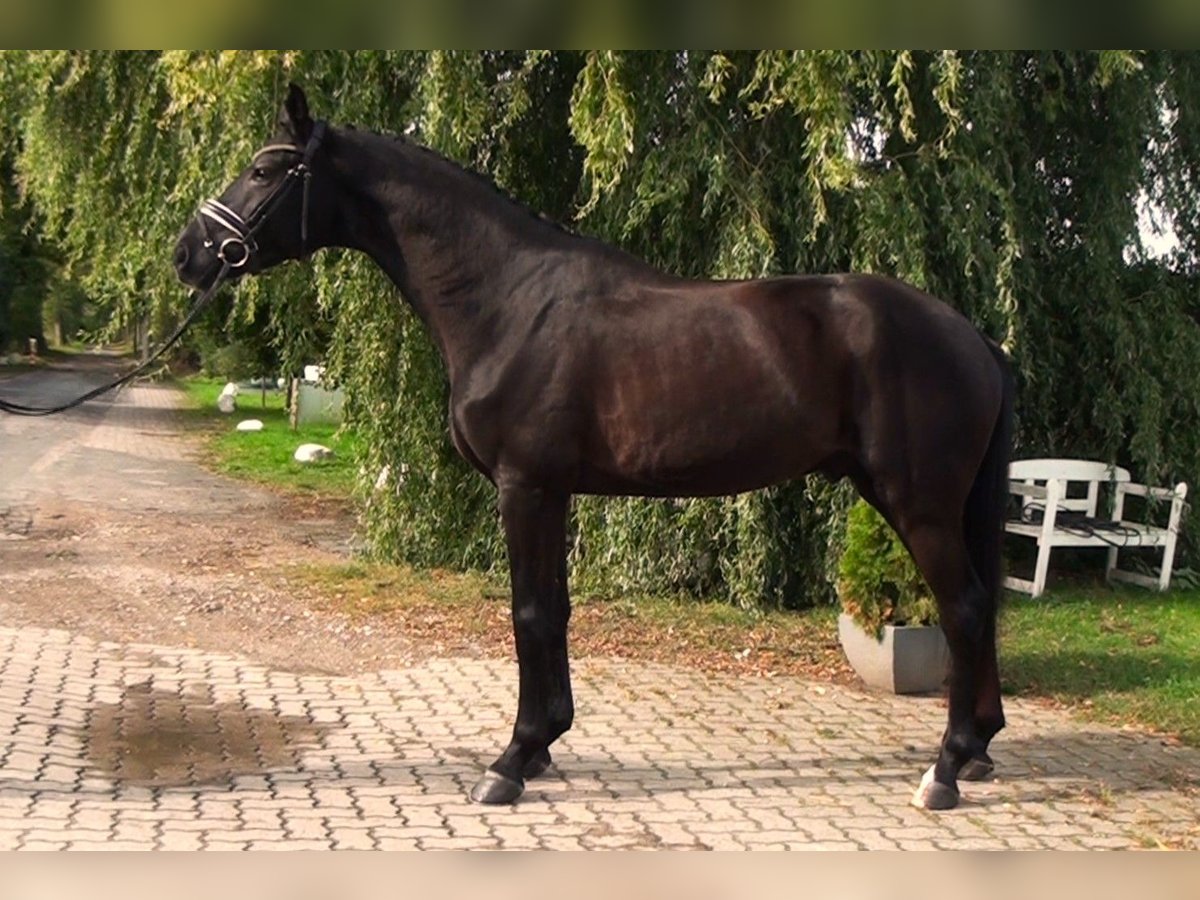 Koń hanowerski Wałach 4 lat 171 cm Kara in Linau