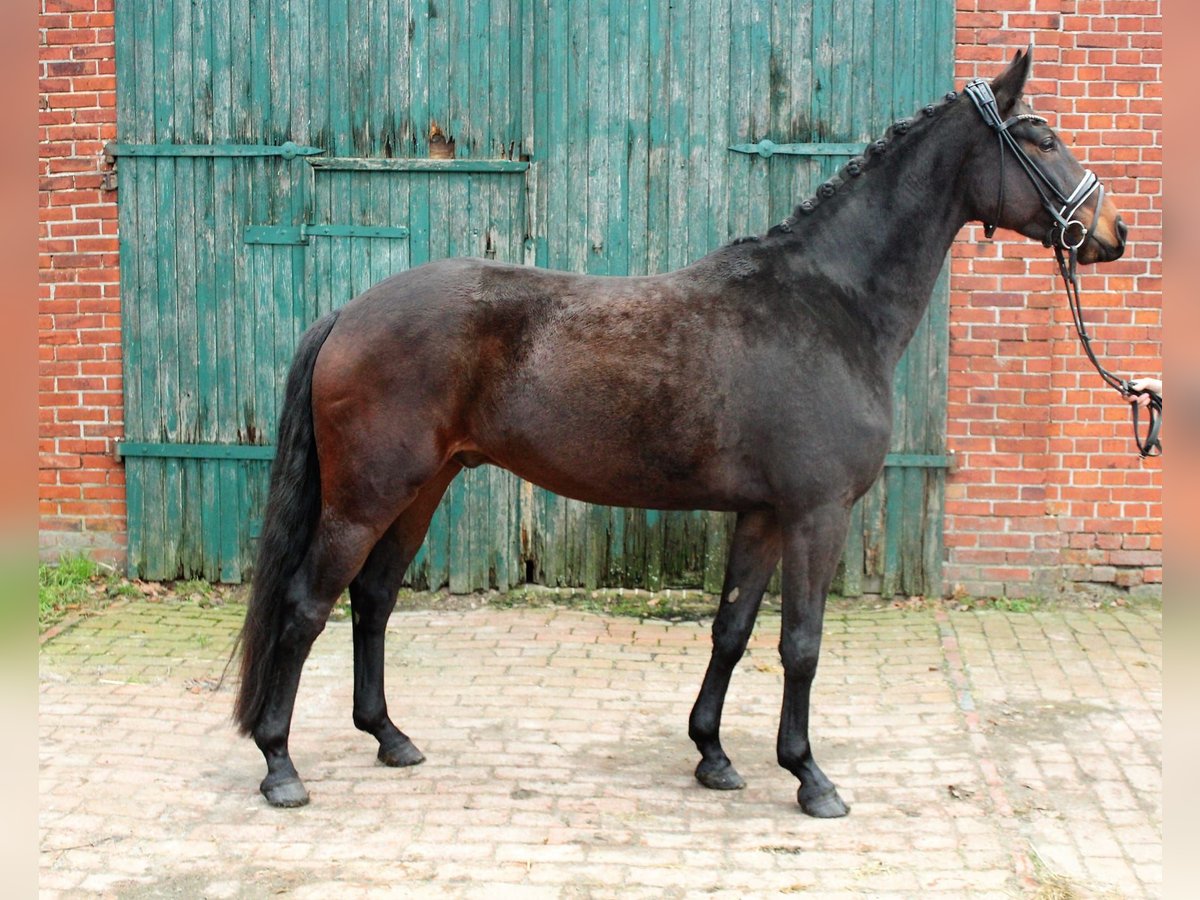 Koń hanowerski Wałach 5 lat 165 cm Ciemnogniada in Bassum
