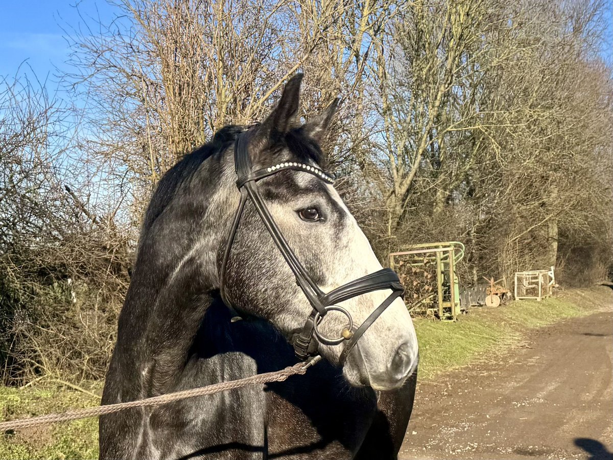 Koń hanowerski Wałach 5 lat 165 cm Siwa jabłkowita in Grevenbroich