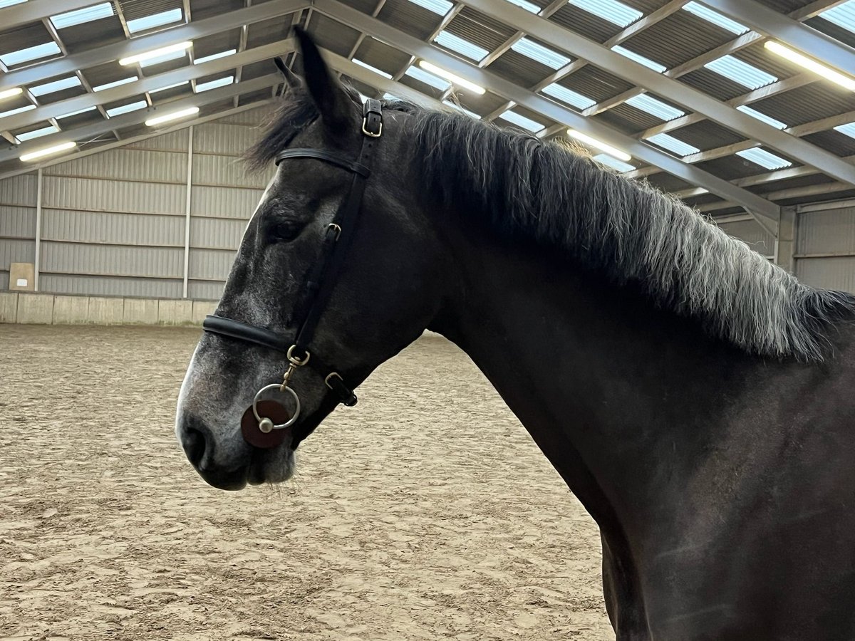 Koń hanowerski Wałach 5 lat 168 cm Siwa in merselo