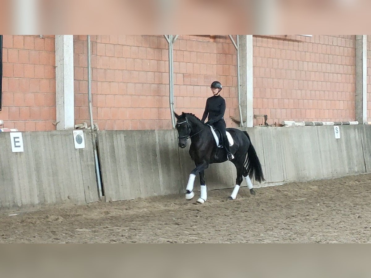 Koń hanowerski Wałach 5 lat 170 cm Skarogniada in Griesheim