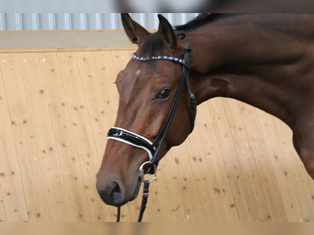 Koń hanowerski Wałach 5 lat 172 cm Gniada in Deinstedt