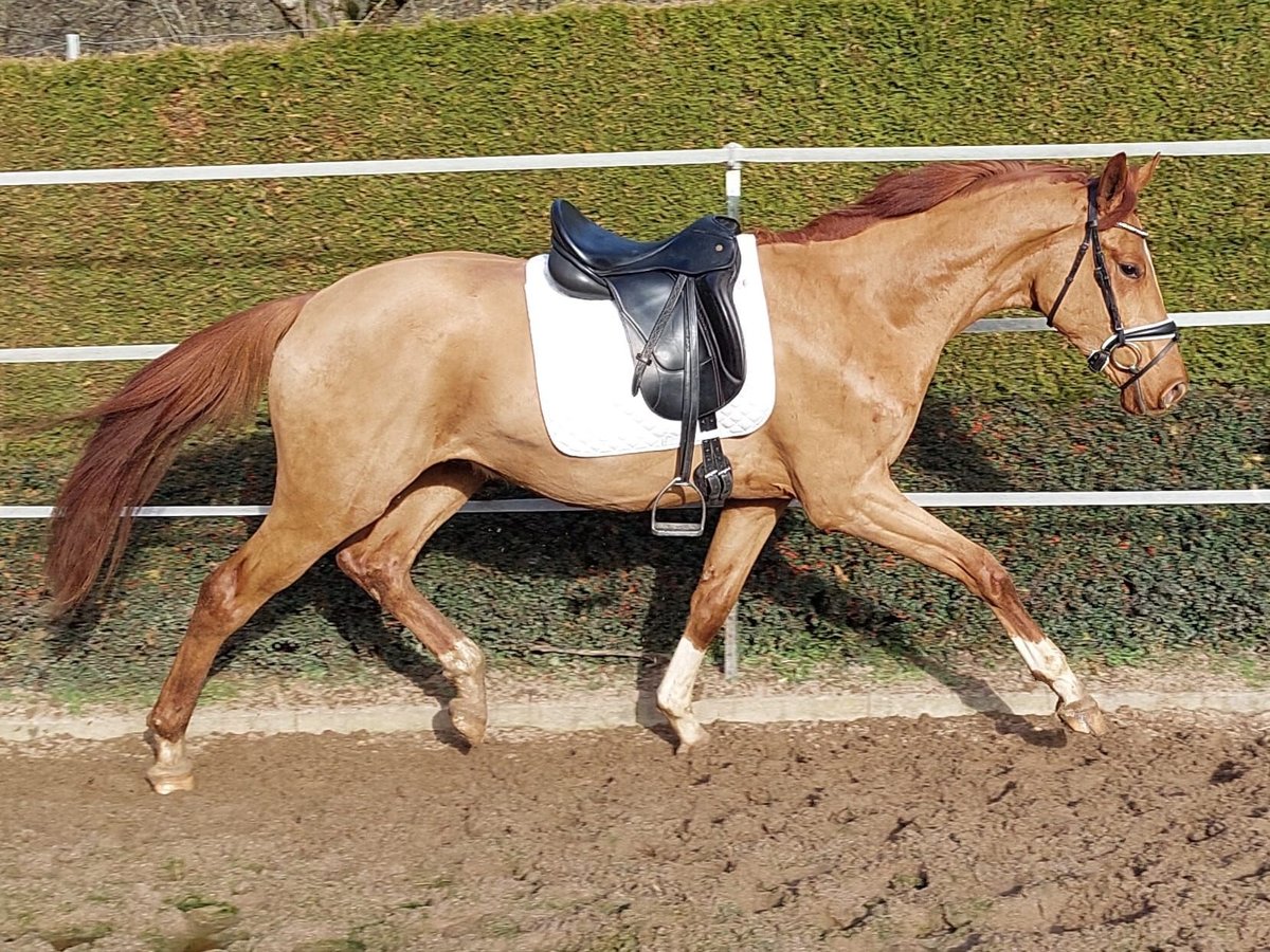 Koń hanowerski Wałach 5 lat 172 cm Kasztanowata in Bruchsal