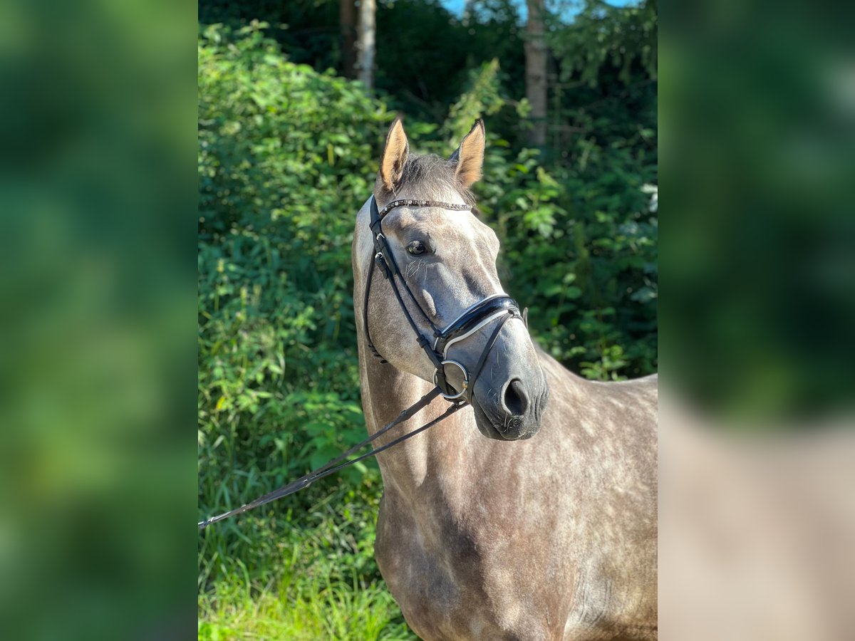 Koń hanowerski Wałach 5 lat 172 cm Siwa jabłkowita in Zell am Moos