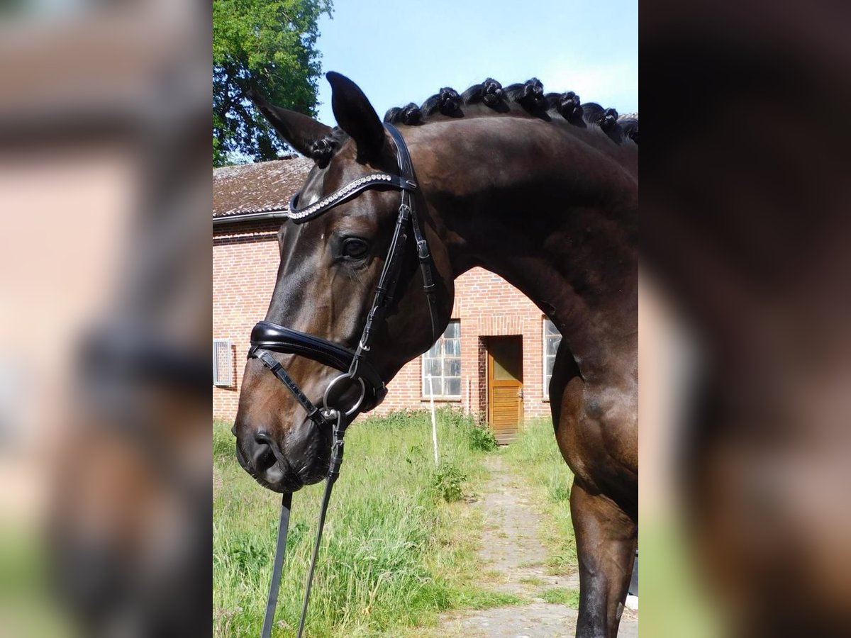 Koń hanowerski Wałach 6 lat 170 cm Gniada in Kutenholz