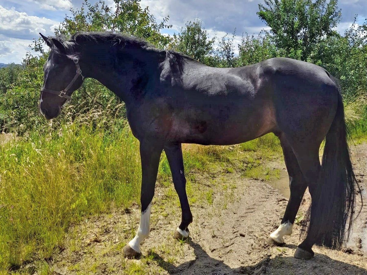 Koń hanowerski Wałach 6 lat 170 cm Skarogniada in Asbach (Westerwald)