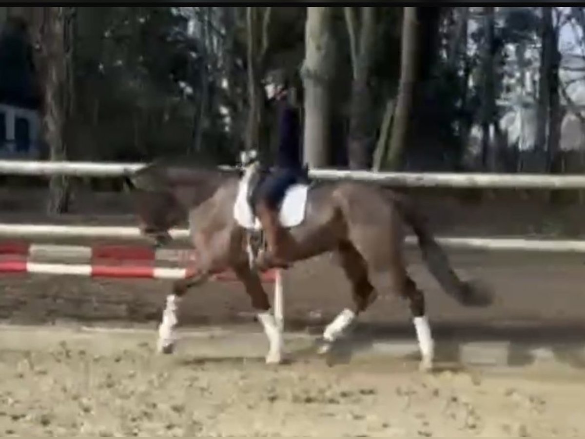 Koń hanowerski Wałach 6 lat 173 cm Ciemnogniada in Hamm