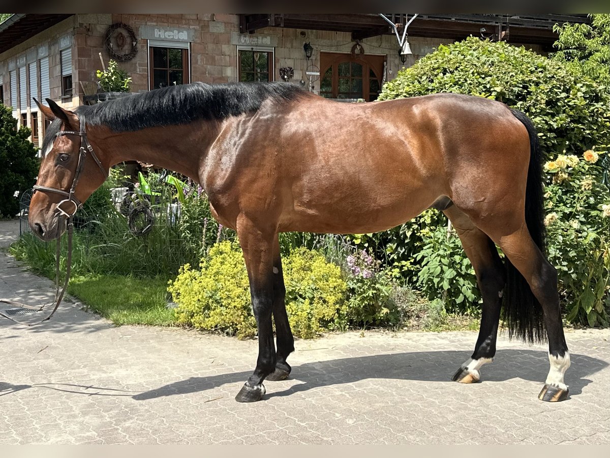 Koń hanowerski Wałach 6 lat 174 cm Gniada in Babenhausen