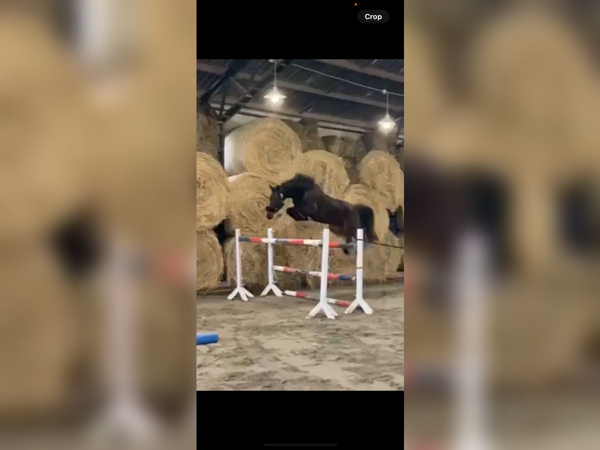 Koń hanowerski Wałach 8 lat 166 cm Gniada in Serbia