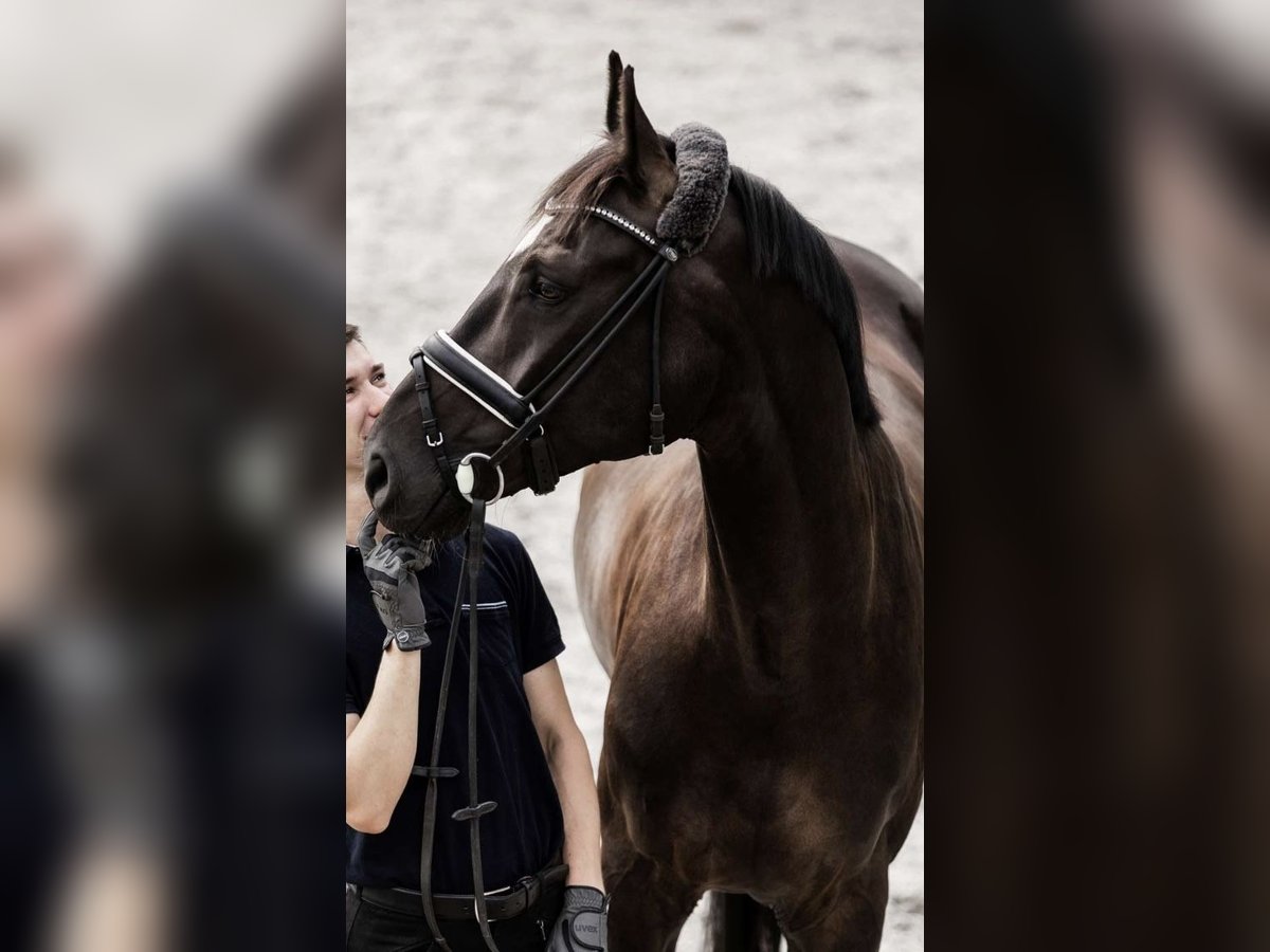 Koń hanowerski Wałach 8 lat 169 cm Kara in Jersbek