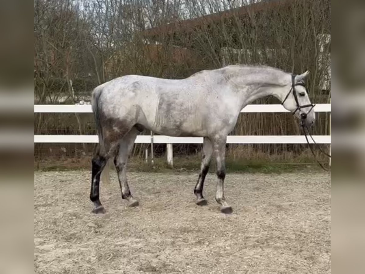 Koń hanowerski Wałach 9 lat 175 cm Siwa jabłkowita in Lilienthal