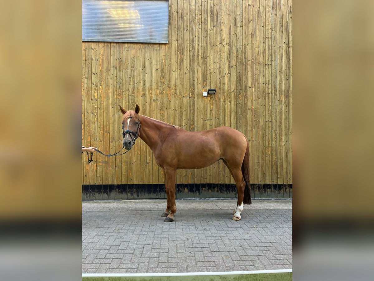 Koń hiszpański sport Mix Klacz 16 lat 155 cm Kasztanowata in Mandelbachtal