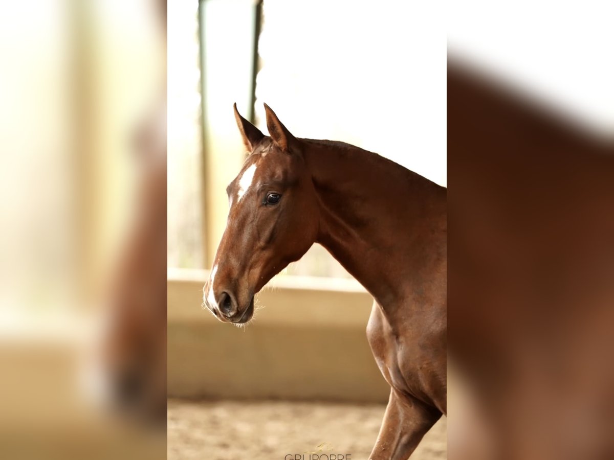 Koń hiszpański sport Klacz 1 Rok 160 cm Kasztanowata in Castello D&#39;Empuries
