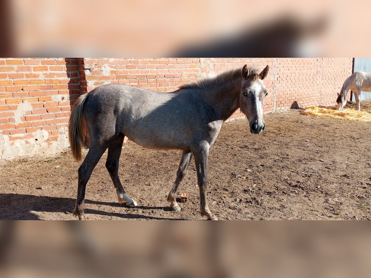 Koń hiszpański sport Klacz 2 lat 160 cm Kasztanowatodereszowata in Medina Del Campo