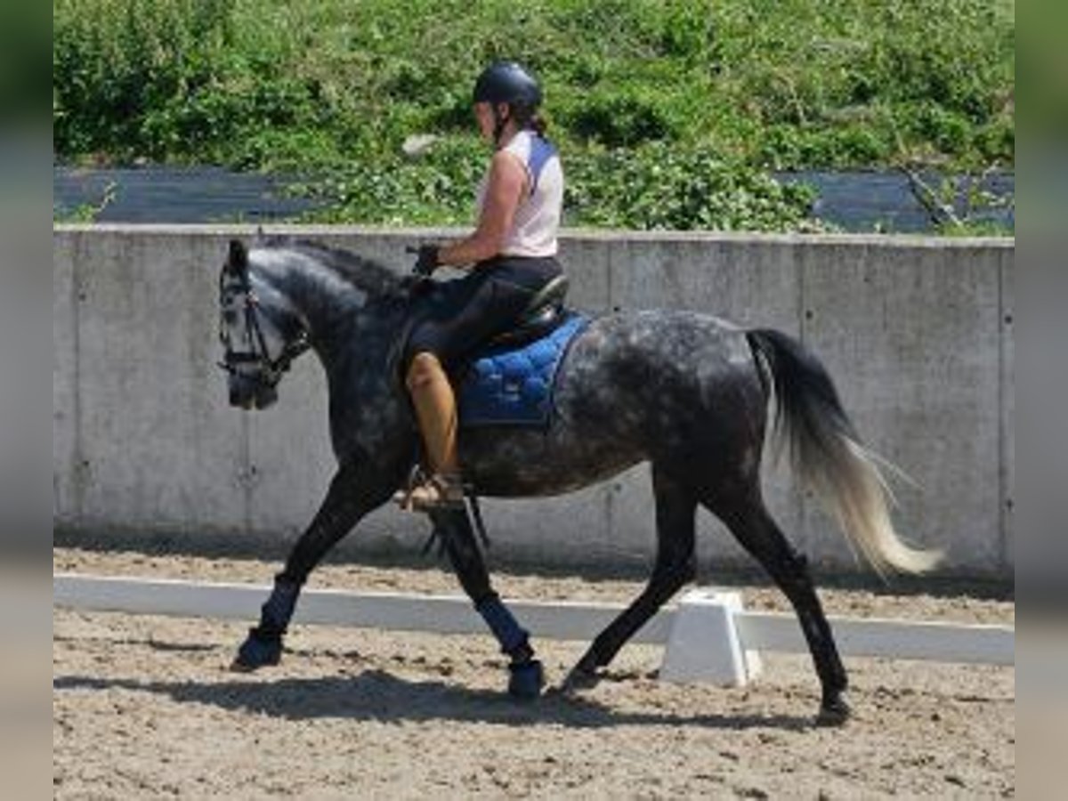 Koń hiszpański sport Mix Klacz 6 lat 154 cm Siwa in Gijon