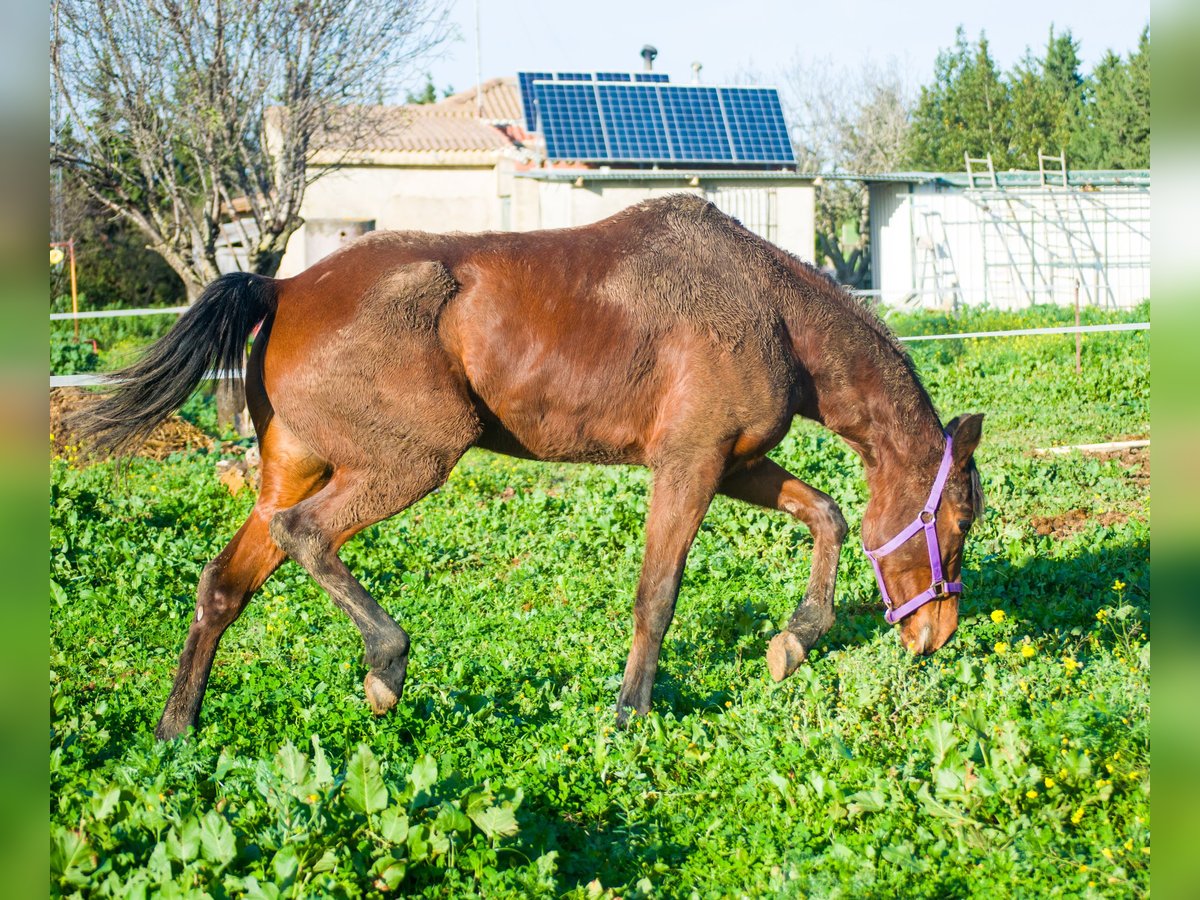 Koń hiszpański sport Klacz 6 lat 161 cm Gniada in Barrio De Jarana